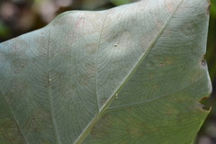 Tarophagus colocasiae