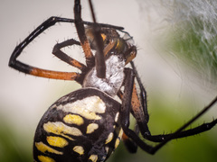 Argiope aurantia