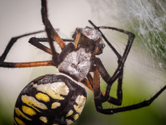 Argiope aurantia