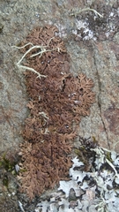 Anaptychia runcinata