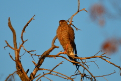 Melierax canorus canorus