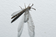 Neuroleon egenus