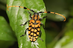 Aristobia reticulator