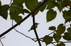 Todirostrum maculatum