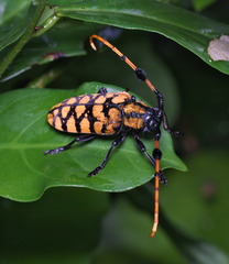 Aristobia reticulator