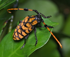 Aristobia reticulator