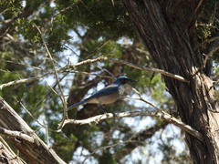Aphelocoma woodhouseii