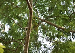 Brotogeris sanctithomae