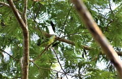 Brotogeris sanctithomae