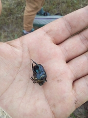 Heterocotinis semiopaca