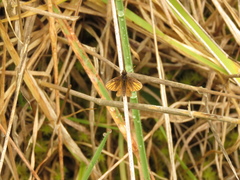 Ancyloxypha melanoneura