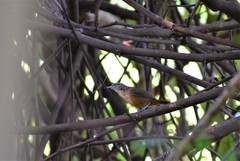 Cantorchilus guarayanus