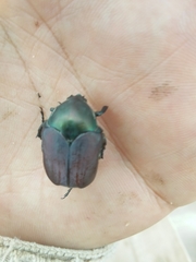 Heterocotinis semiopaca