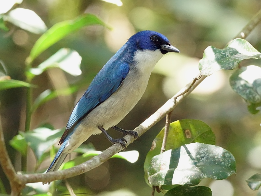 Blue Vanga