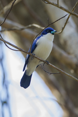 Blue Vanga photo 3