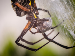 Argiope aurantia