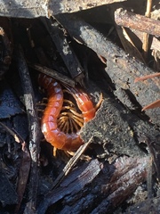 Scolopocryptops spinicaudus