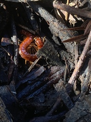 Scolopocryptops spinicaudus