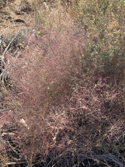 Muhlenbergia microsperma