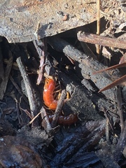 Scolopocryptops spinicaudus