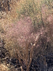 Muhlenbergia microsperma