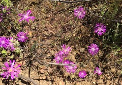 Drosanthemum ambiguum