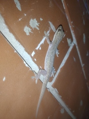 Hemidactylus