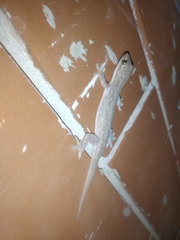 Hemidactylus