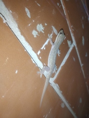 Hemidactylus