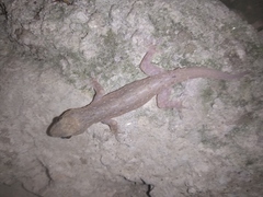 Hemidactylus