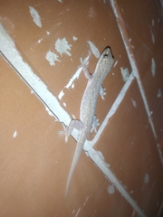 Hemidactylus