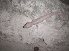 Hemidactylus