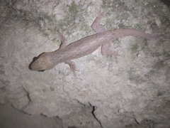 Hemidactylus