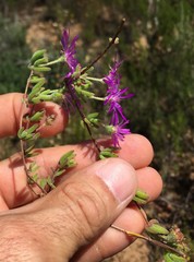 Drosanthemum ambiguum