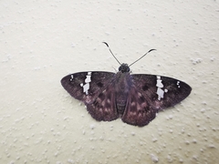 Celaenorrhinus stallingsi
