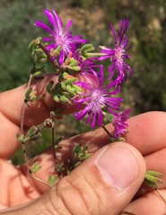 Drosanthemum ambiguum