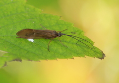 Anabolia