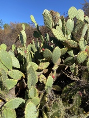 Opuntia streptacantha