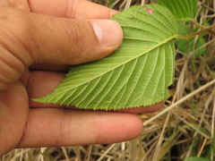 Rubus megalococcus
