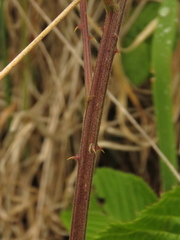 Rubus megalococcus