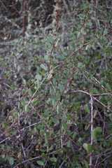 Ceanothus megacarpus megacarpus