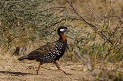 Francolinus francolinus