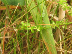Galium corymbosum