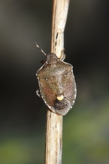 Holcostethus albipes