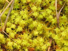 Leptodontium