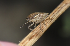 Holcostethus albipes