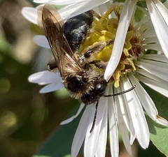 Cnemidandrena