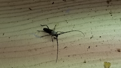 Gnaphalodes trachyderoides