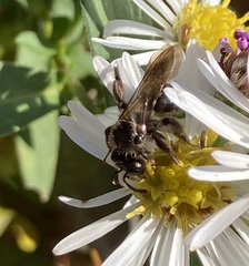 Cnemidandrena