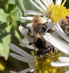 Cnemidandrena